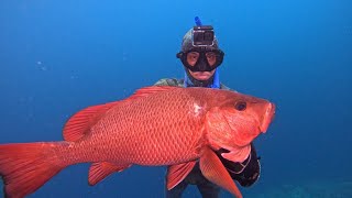 Hunt and kill shoot red snepper or manggrove jack || Spearfishing Indonesia