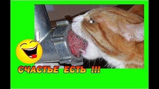 ★ ПРИКОЛЫ ПРО ДОМАШНИХ ЖИВОТНЫХ ! Смешные демотиваторы ★ ПРИКОЛЫ ПРО ДОМАШНИХ ЖИВОТНЫХ ! Смешные демотиваторы