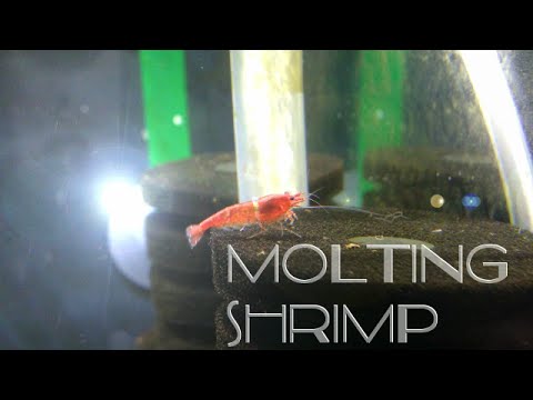 Molting Shrimp