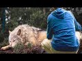 A man saved a she wolf from a trap, a few years later she saved his life