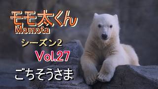 モモ太くん 27 (シーズン2) ~男鹿水族館GAO~【A polar bear cub