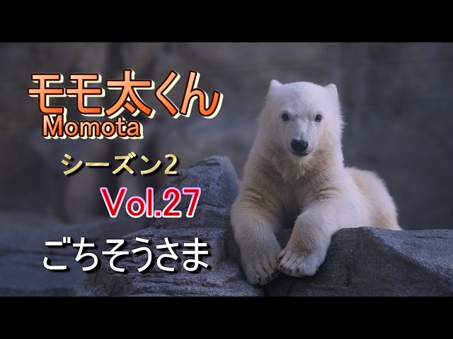 モモ太くん 27 (シーズン2) ~男鹿水族館GAO~【A polar bear cub