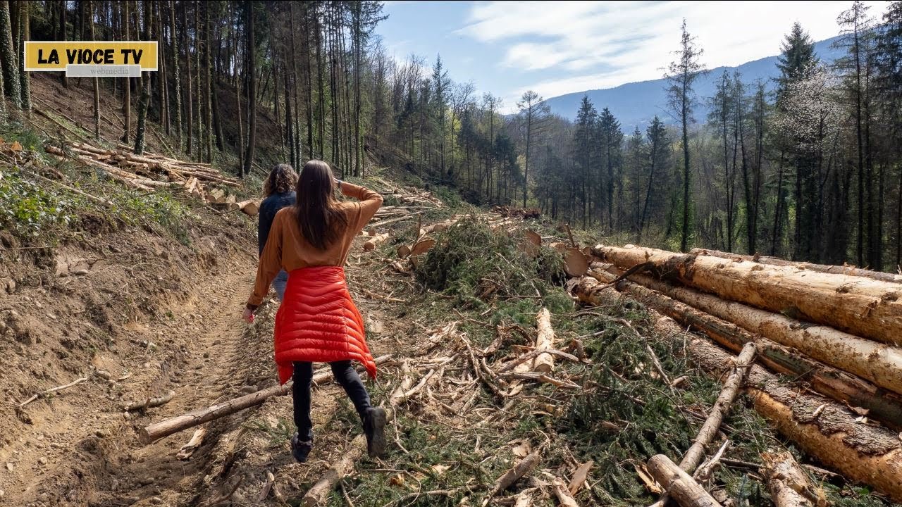 Destruction du Bois de la Combe à La Motte Servolex