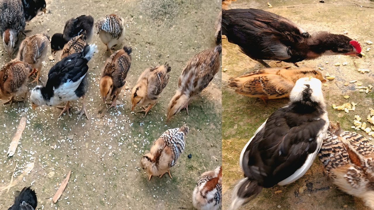 Murgi ke 3 bacche Gayab hai | desy murgi farming 