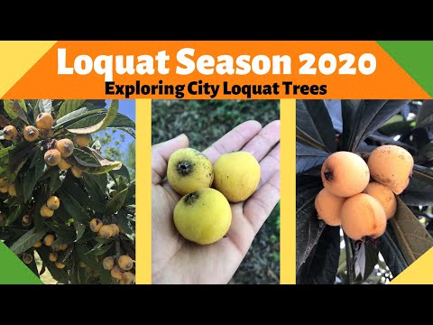 Loquat Season 2020| Exploring City Loquat Trees
