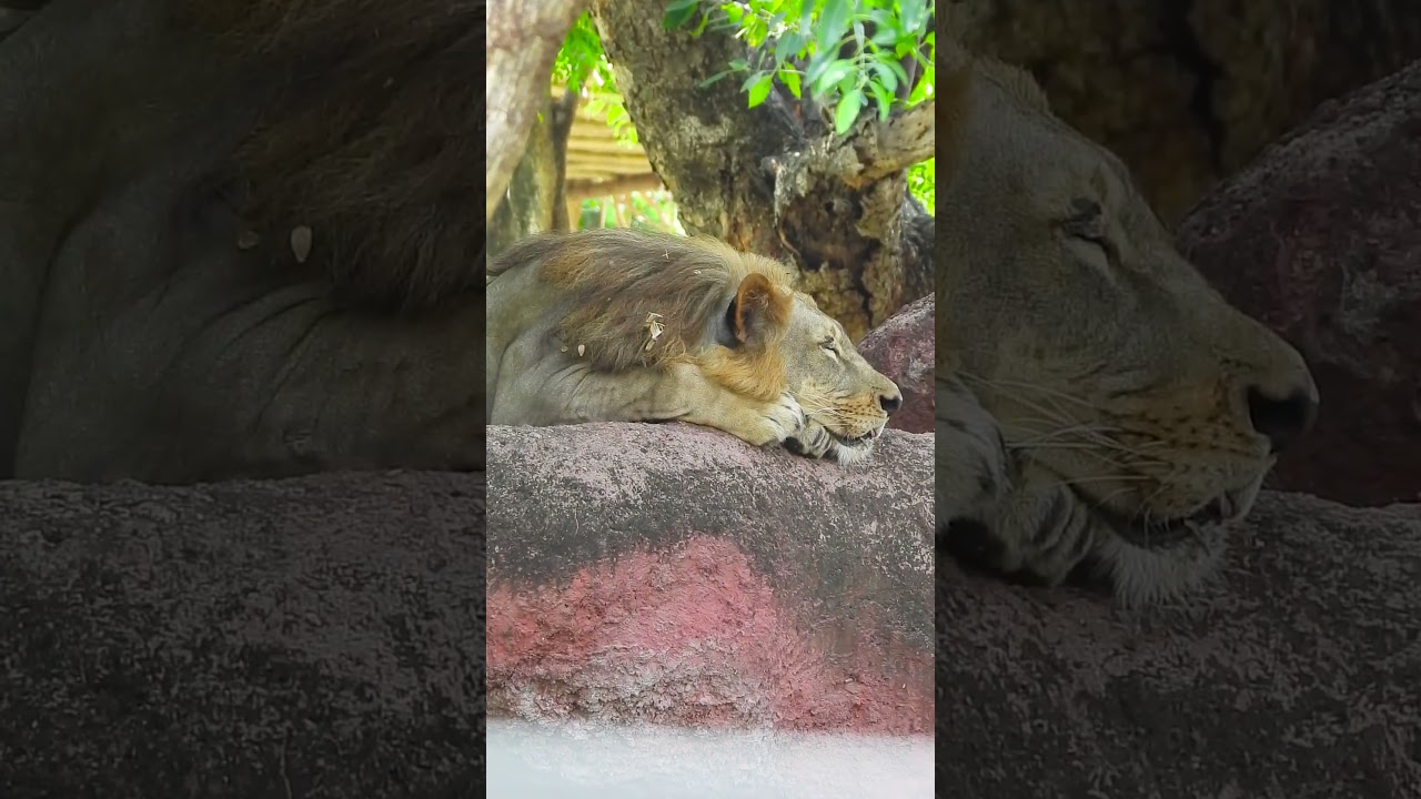 Apex Predator Documenting the Biggest Lion 