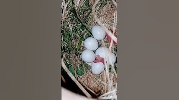 hatching 🐣  start alhamdulillah #birds #baby #chick #hatching #java #viral #reels #shorts #foryou