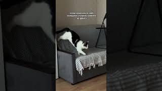 Давайте придумаем еще больше прикольных надписей к видео #cat #юмор