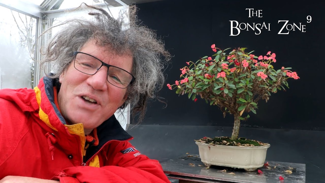 My Euphorbia Bonsai and Red Maple Penjing, The Bonsai Zone, Dec 2022