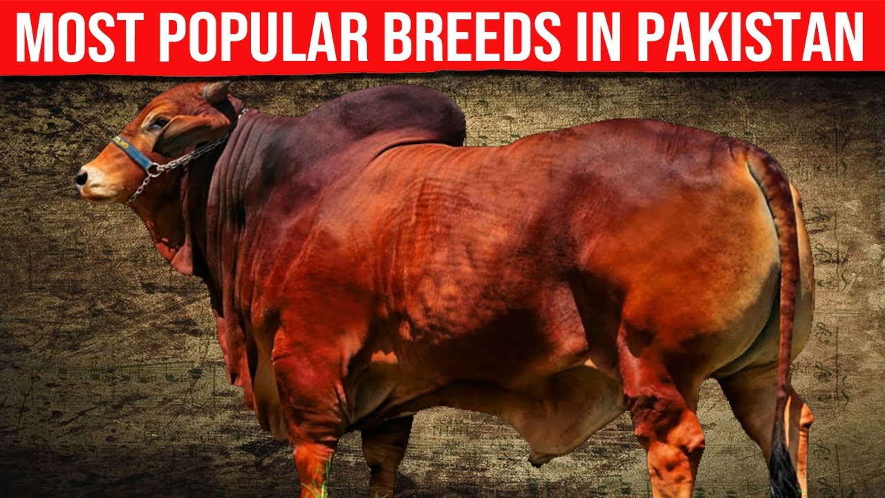 ⭕SINDHI CATTLE Breed Is One Of The Oldest And Most Popular In Pakistan ✅ Biggest Bulls And Cow