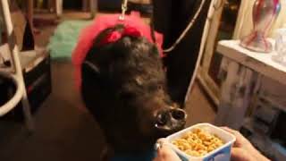 Olivia The Painting Pig Part 1