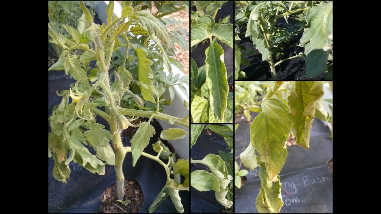 Tomato Plants Help Curled leaves and wilt. YouTube