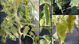 Tomato Plants Help - Curled leaves and wilt.