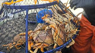 2025 Dungeness Crab Season Opener Bodega Bay, California