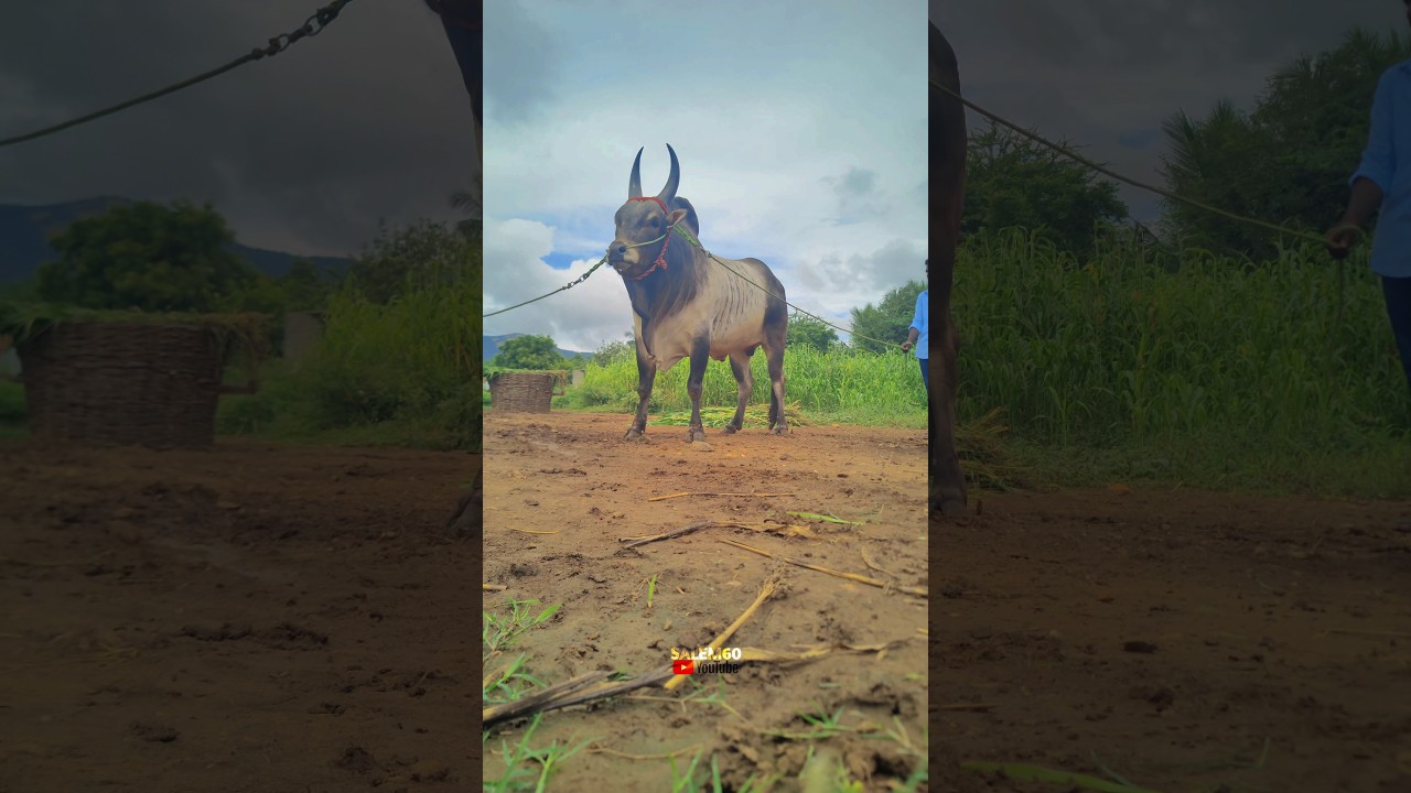 Rocky Kaalai | Weight Beast Bull | Kangayam 