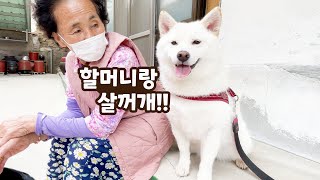 시골 할머니랑 살겠다는 여우 ㅋㅋㅋ