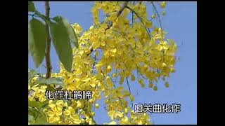 难舍红颜美娇妻(王锐光、陈立君)