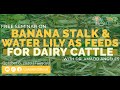 Banana Stalk & Water Lily as Feeds for Dairy Cattle