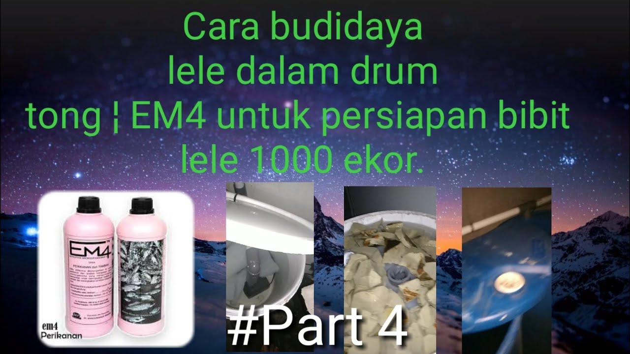 Cara budidaya lele dalam tong ¦ EM4 untuk persiapan bibit lele 1000