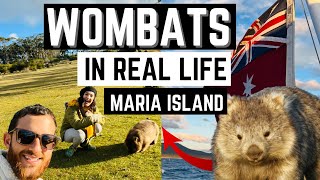 Visitamos MARIA ISLAND la Isla de los Wombats en TASMANIA🇦🇺