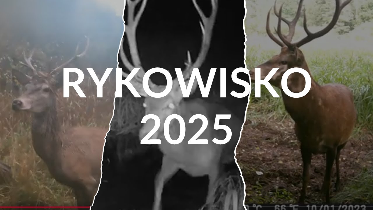 Las Żwakowski - rykowisko 2025 | #tychy #trailcam #fotopułapka #deer #rykowisko