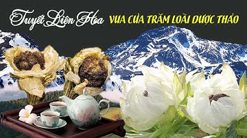 TUYẾT LIÊN HOA - VỊ VUA CỦA TRĂM LOÀI DƯỢC THẢO