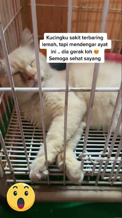 Reaksi Kucing Saat Mendengar Ayat Sulaiman, Seperti Mencari Sumber Bunyi #3 #AyatSulaiman #Shorts