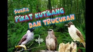 Suara Pikat Kutilang Dan Trucukan ‼️ Masteran Trucuk Vs Kutilang