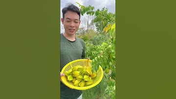 Ốc bươu xào khế (P1)