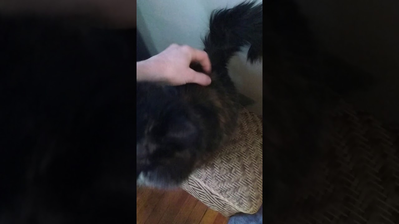 Adorable HighPitched Cat Squeaking! YouTube