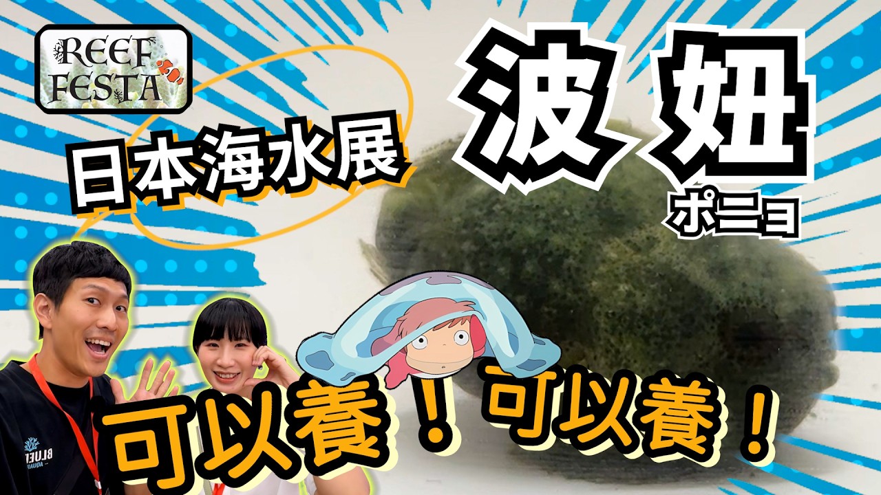 【藍箱水族】想養波妞嗎？這裡！還有抽獎噢～日本首屆海水展Reef Festa