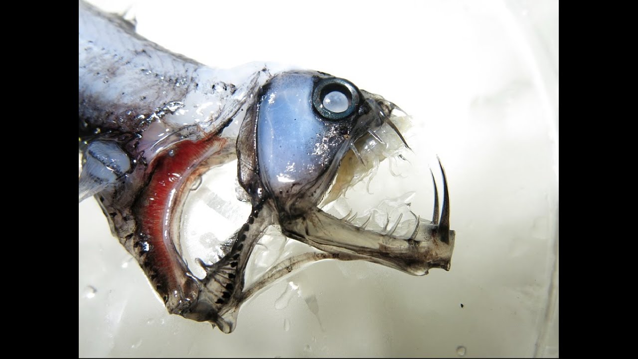 Open Ocean Food Web
