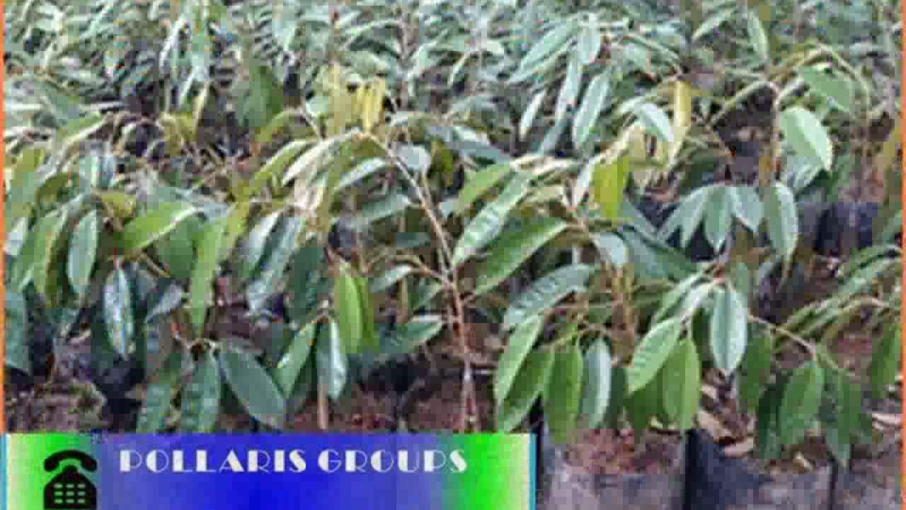 bibit durian musang king bogor bibit durian musangking bibit durian musang king bogor bibit durian musangking