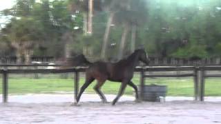 Zycoon dutch warmblood KWPN