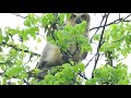 Great Horned Owlet fledged and watching me!