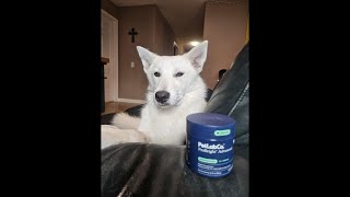 PetLab Co. ProBright Dental Powder - Dog Breath Freshener - Teeth Cleaning Made Easy – Targets Tarta