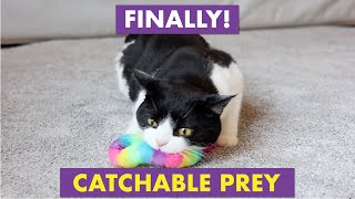 Cat Amazing Snatch Magnetic Wand by CatAmazing 1,309 views 6 months ago 31 seconds