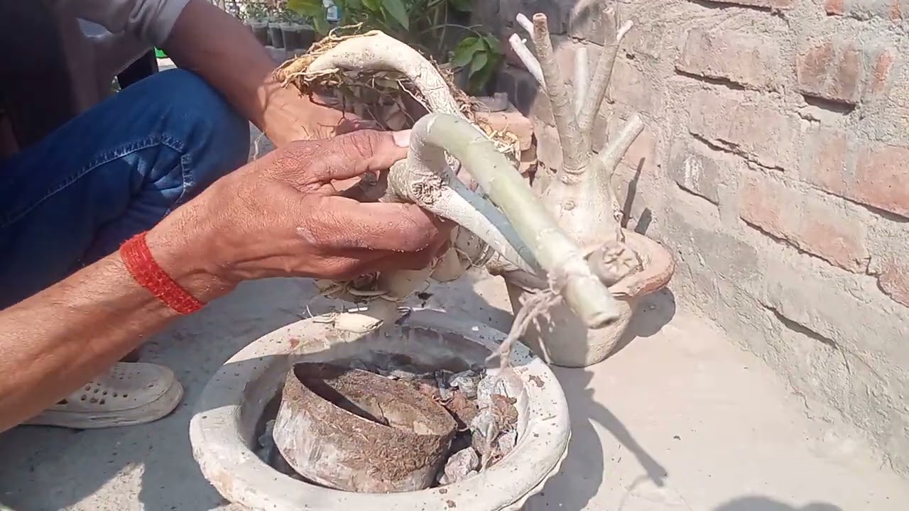 How to care adenium in winter part 1