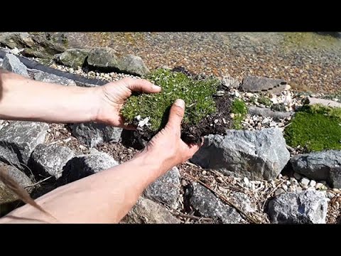 Video: Subulate Bryozoan (39 Bilder): Planting Og Omsorg I Det åpne Feltet, Dyrking Av 