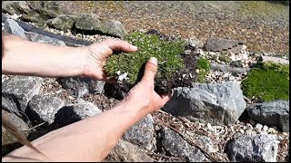 Propagating and planting Sagina subulata (Irish Moss) Resimi