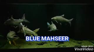 Available Blue Mahseer 5-7 cm Size @ +6289.690.896.210 The House of Mahseer BANDUNG.