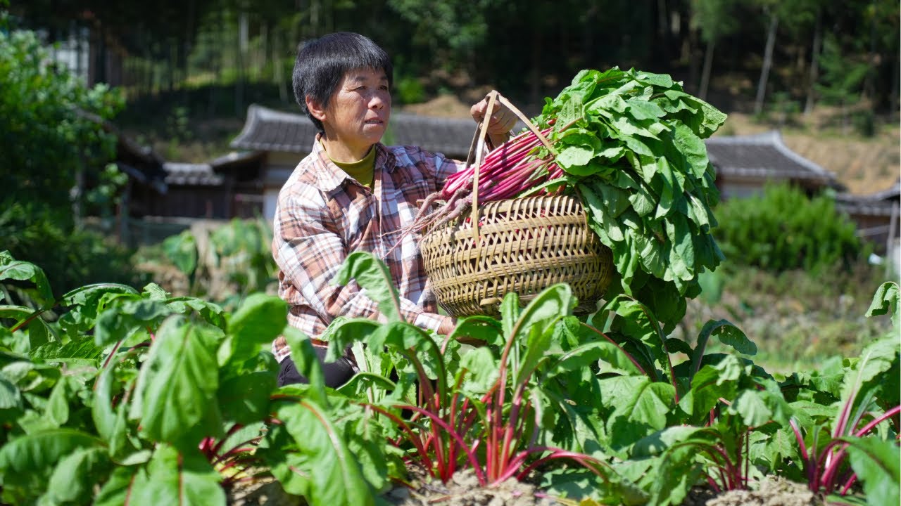 拔一篮红色萝卜苗，做两道酸菜暖冬美味，牛肉炖粉条和葱油芋子包！| Red radish