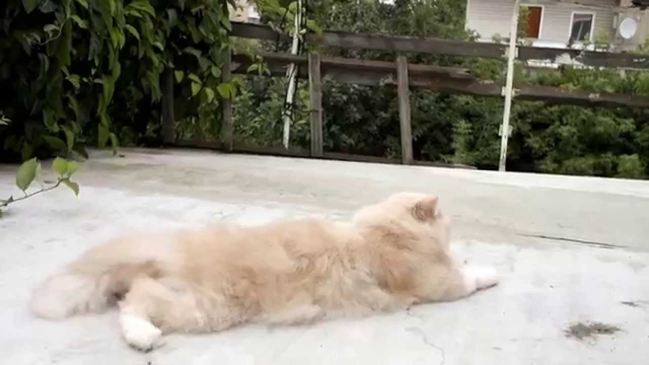 Persian cream-white boy, for sale!