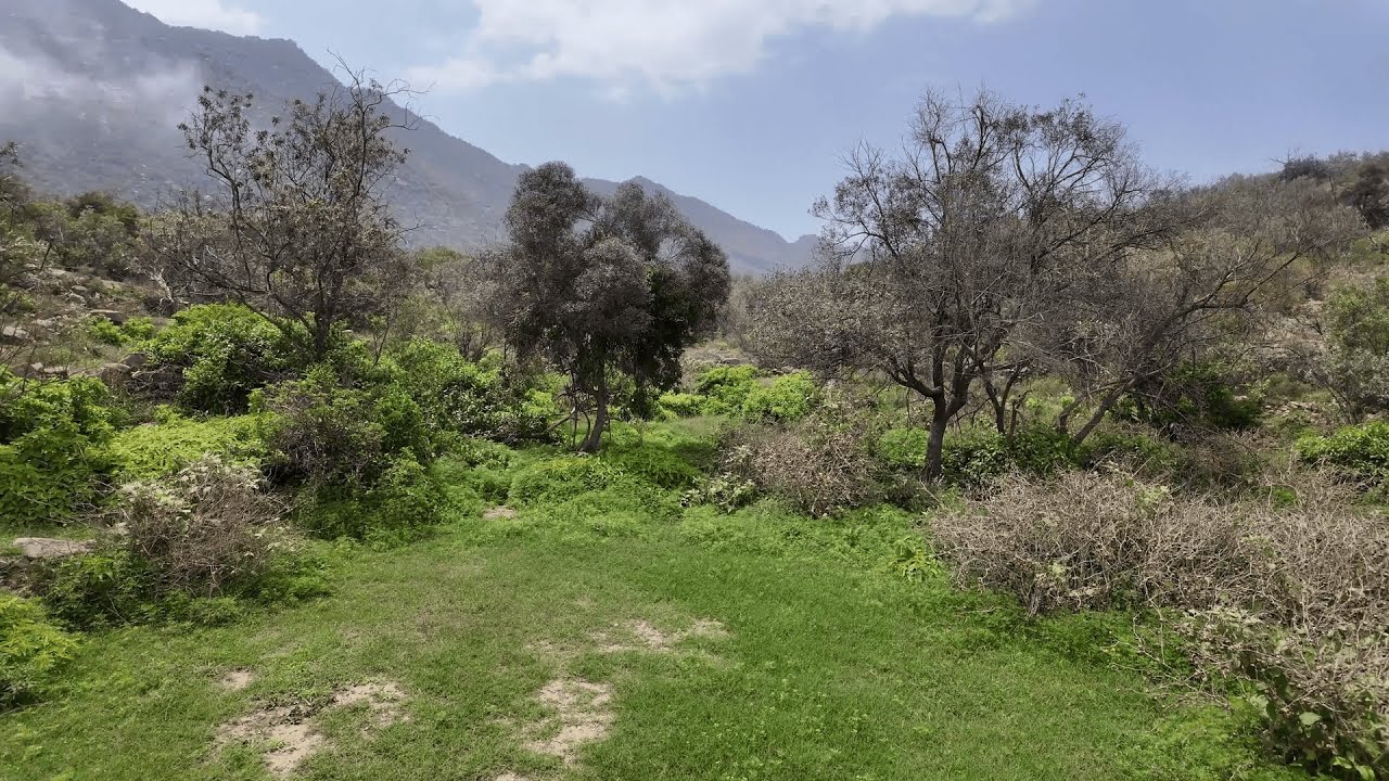 رحلة إلى أحضان الطبيعة من قمم جبال الحشر إلى سحر نيد العدية 2025م