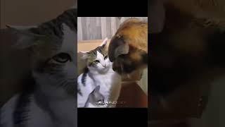 I Found The Most Amazing Animal Mom