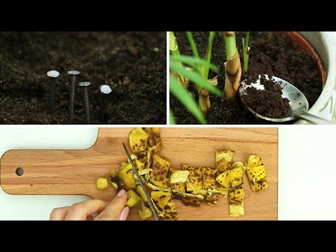 Video: 3 Modi per Migliorare la Tua Salute con il Giardinaggio