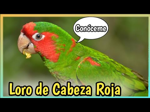 Video: ¿Qué es un pájaro pequeño con la cabeza roja?