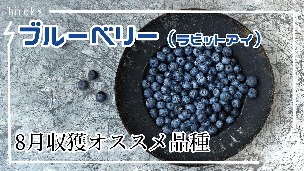 ブルーベリーおすすめ品種8月収獲