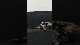 Indian Tortie Cat relaxing on sofa! #dobbyandbillu #bollywood #hindisong #viral #trending #catshorts