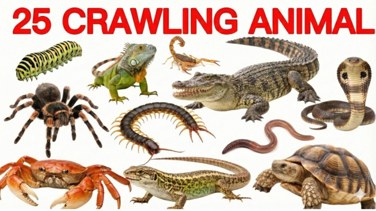 25 Crawling Animals Name English in Hindi | 25 रेंगने वाले जानवर | Crawling Animals for kids Part4